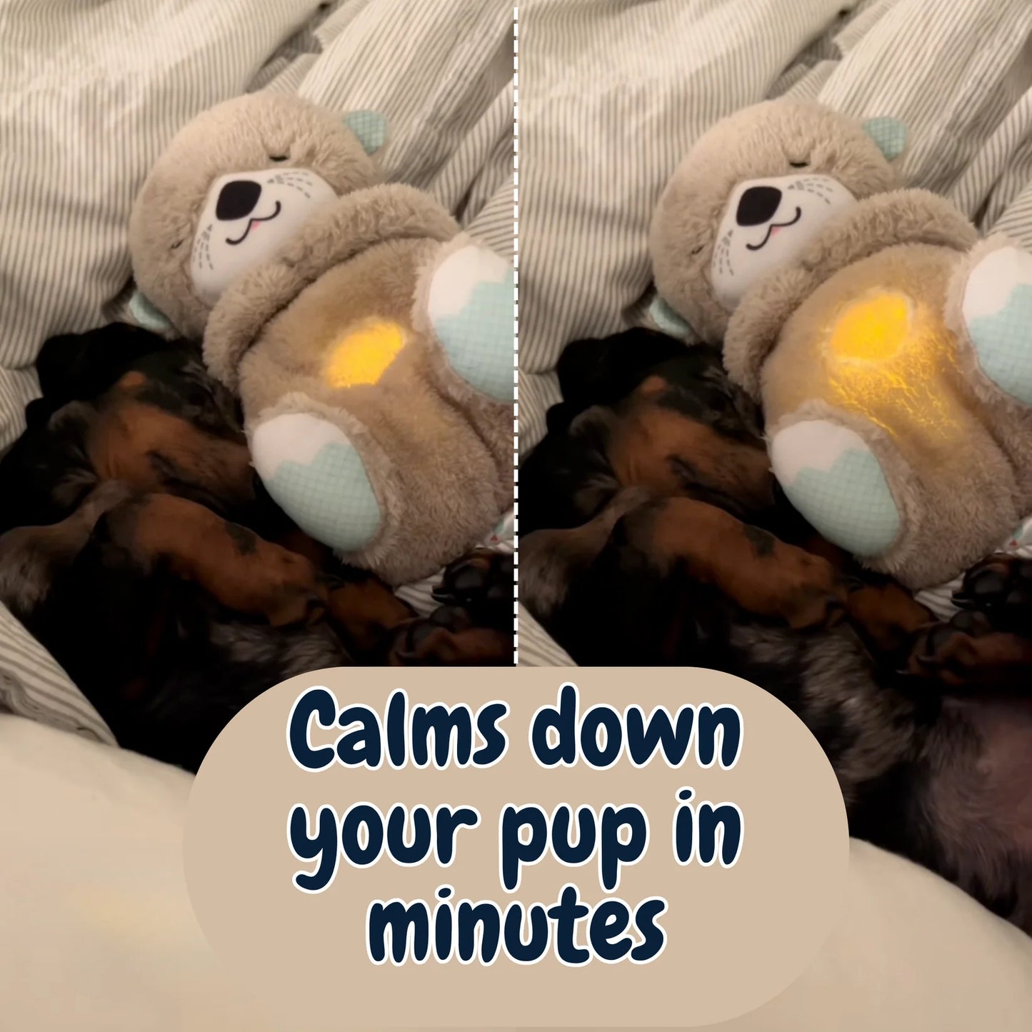 Calming Breathing Otter