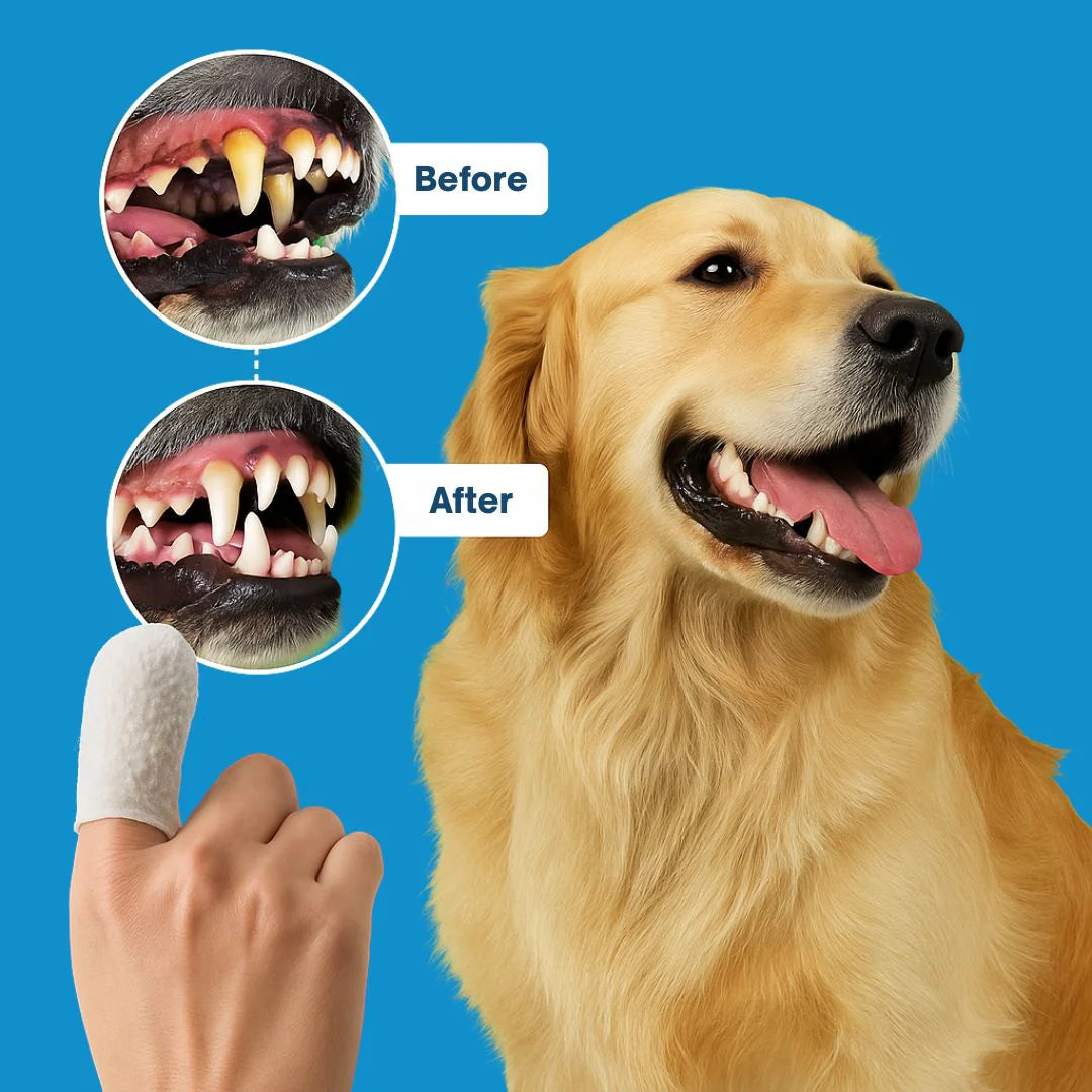 Lingettes Dentaires CutyPet™