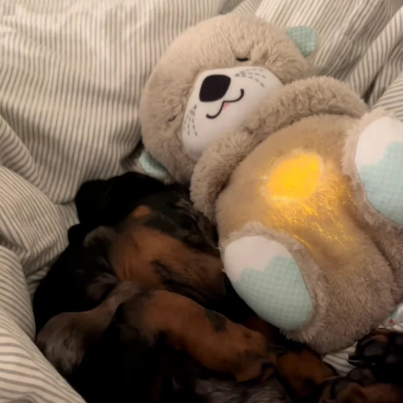 Calming Breathing Otter