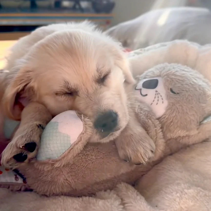 Calming Breathing Otter