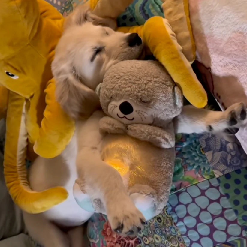 Calming Breathing Otter