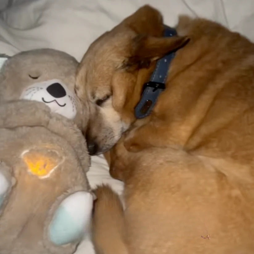 Calming Breathing Otter