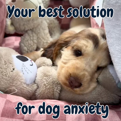 Calming Breathing Otter