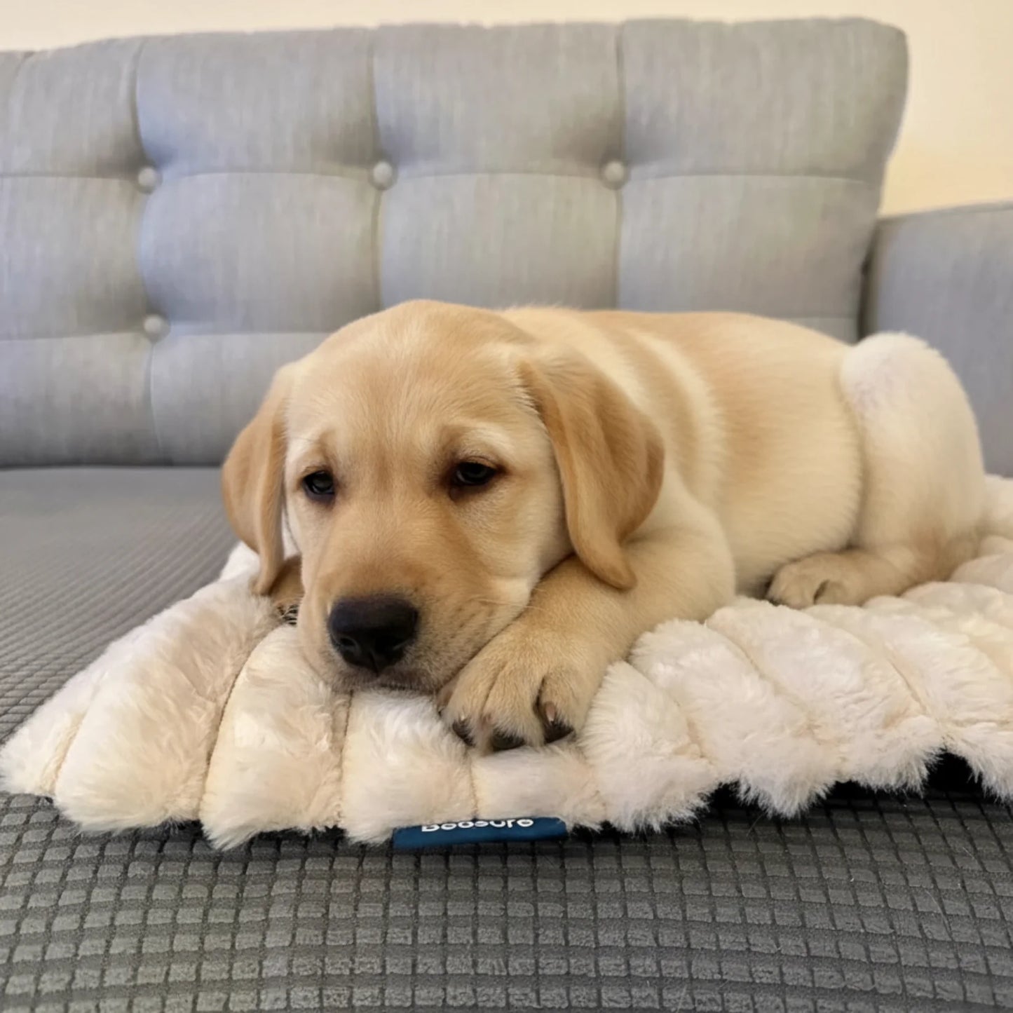Self-Heating Pet Mat