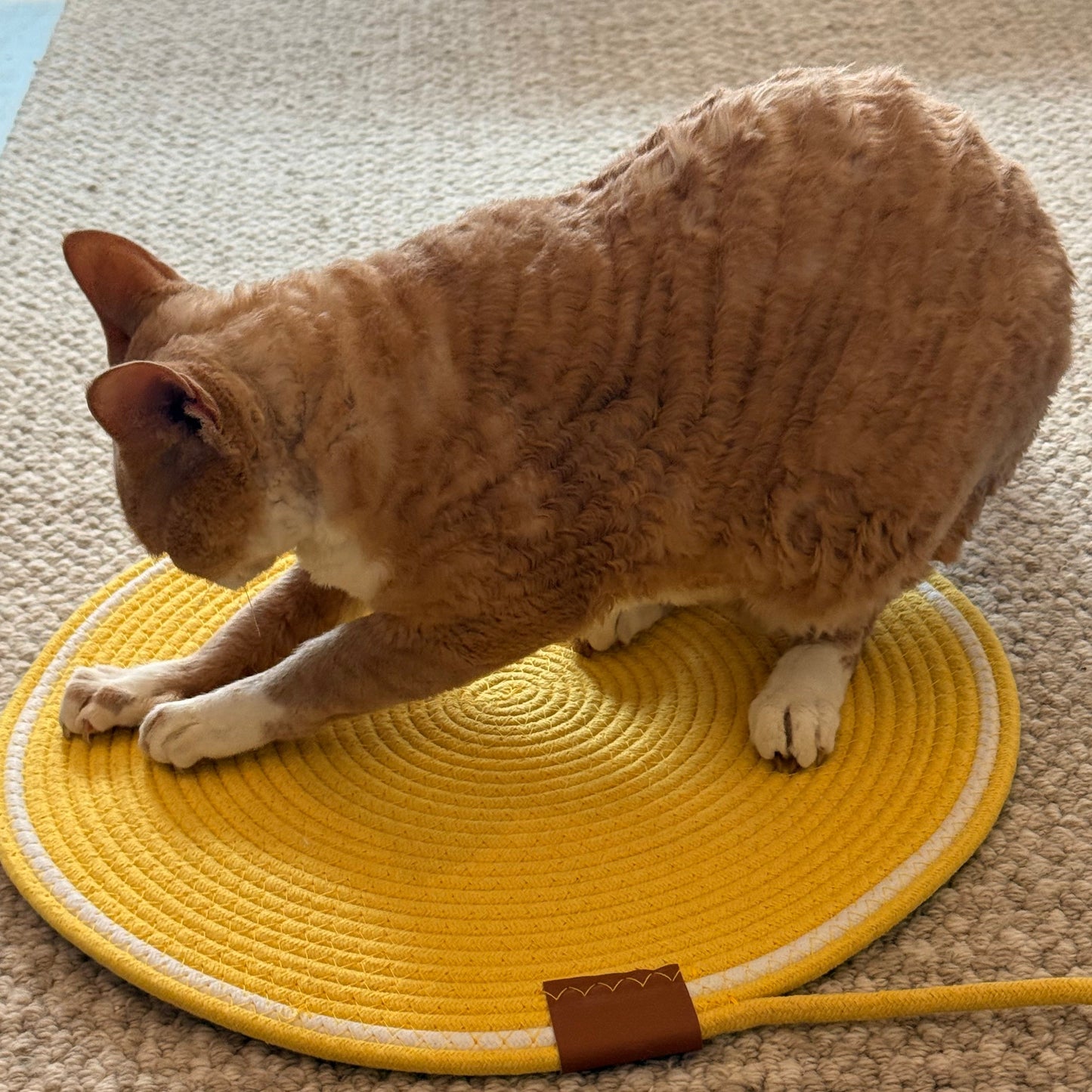 Close-up of a cat kneading the rope mat