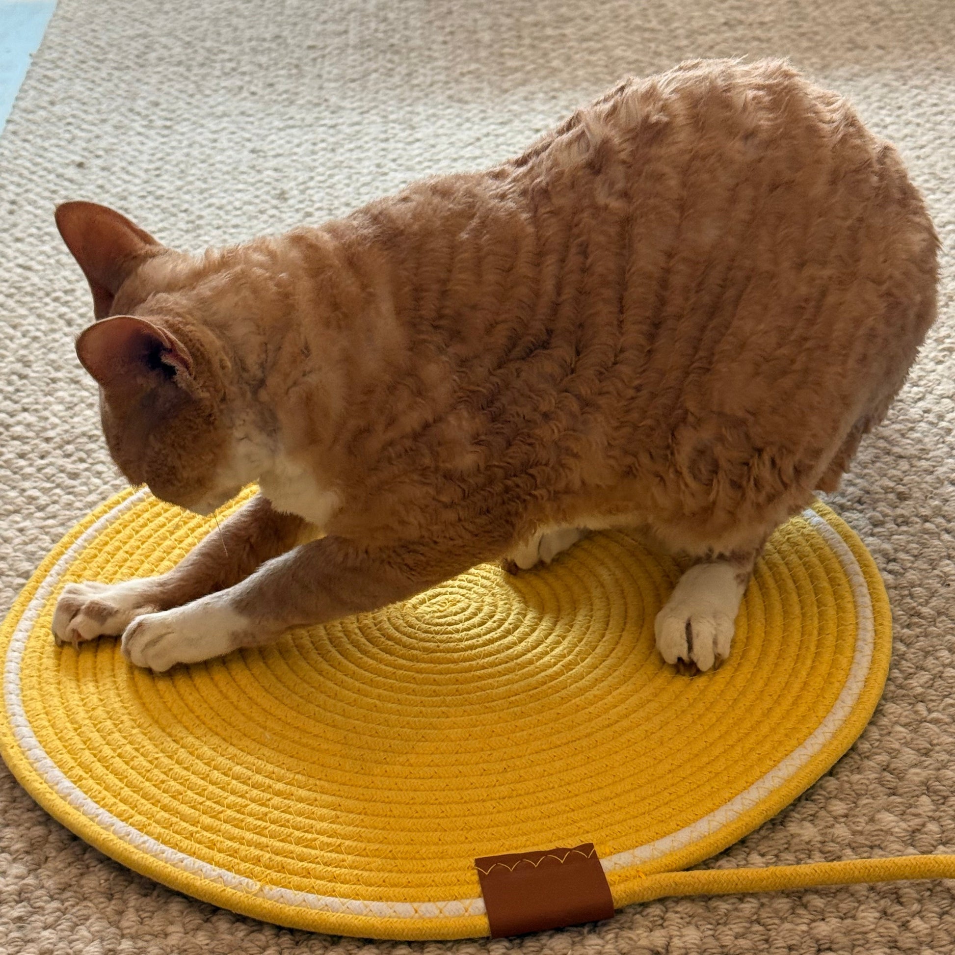 Close-up of a cat kneading the rope mat
