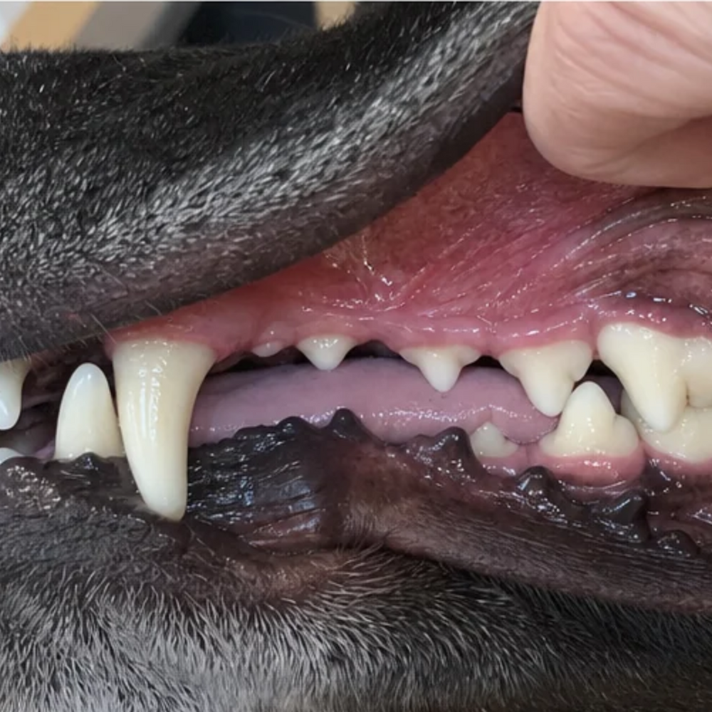 The same dog's back teeth, clean, with a pale pink gumline