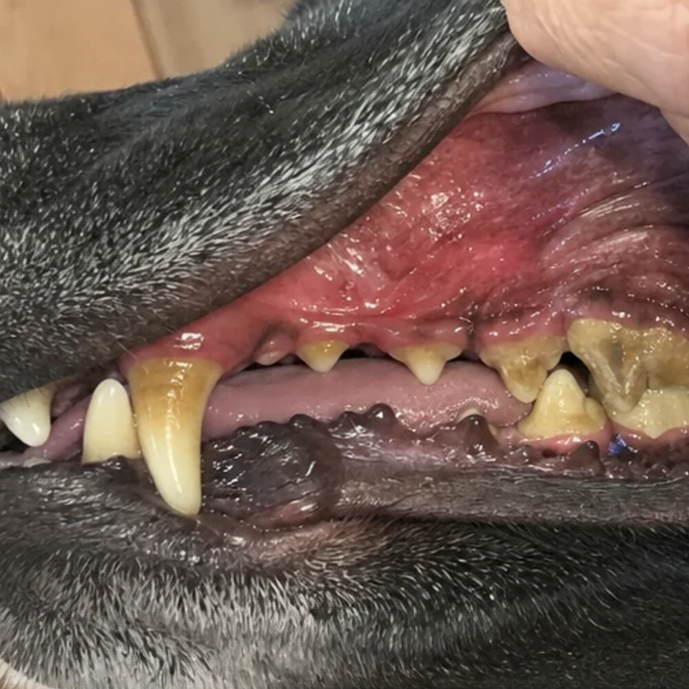A dog's back teeth with heavy tartar along the gumline