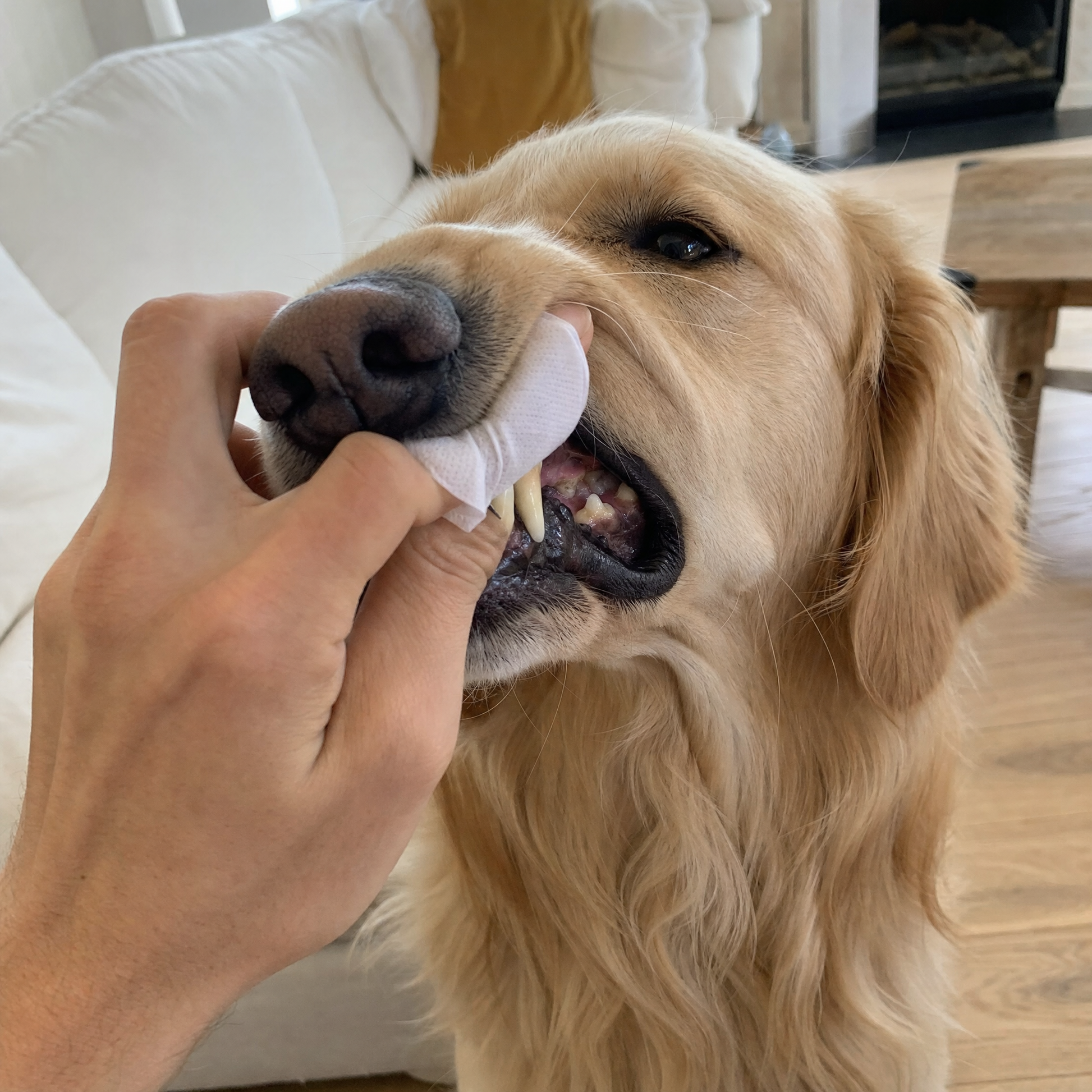 Cleaning a golden retriever's back teeth with a CutyPet finger wipe