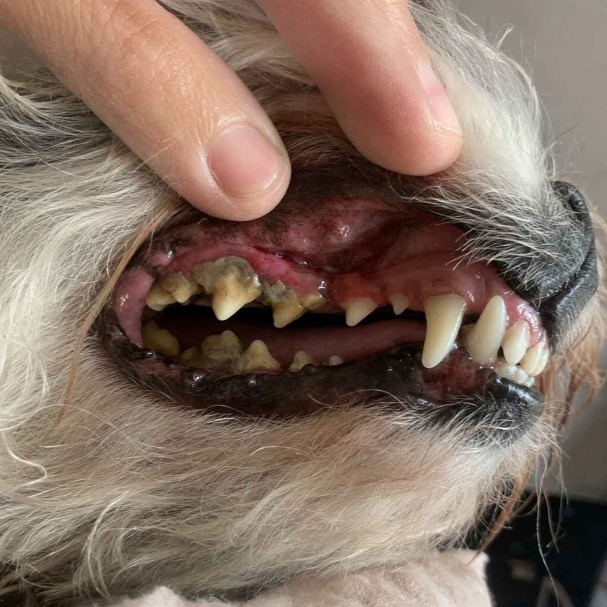 Tartar buildup on an older dog's back teeth