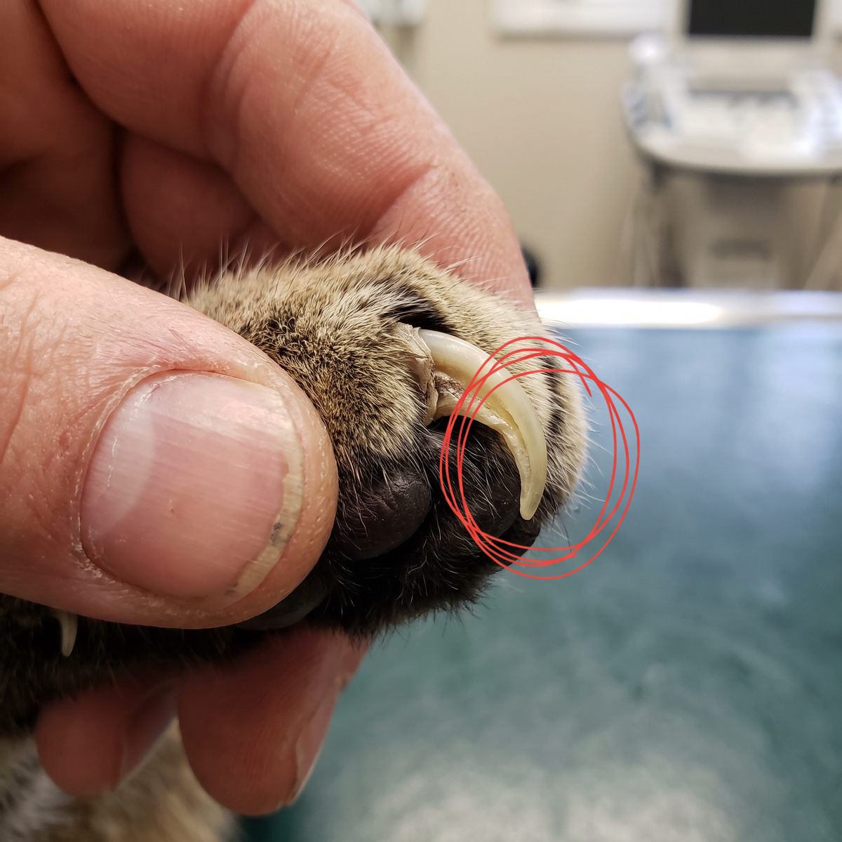 Close-up of a cat claw grown thick in layers, its tip already curving back towards the pad