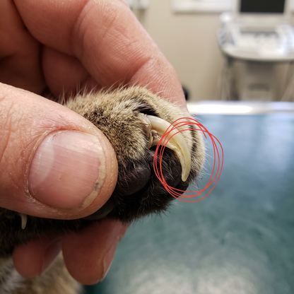 Close-up of a cat claw grown thick in layers, its tip already curving back towards the pad