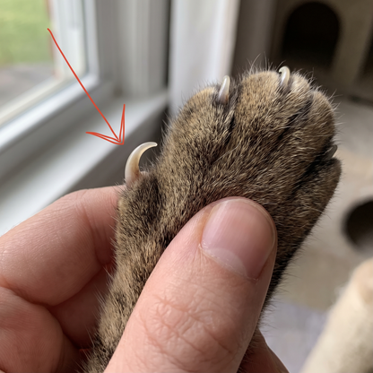 The dewclaw, set apart higher on the inside of the front leg, hooked because nothing ever files it down